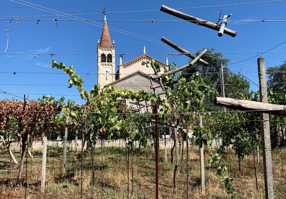 Marco Barbas erster Weingarten in Lonigo