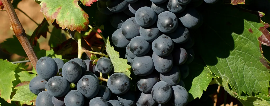 Cinsault