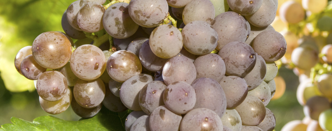 Nahaufnahme einer reifen Traube am Weinstock mit grünen Blättern.