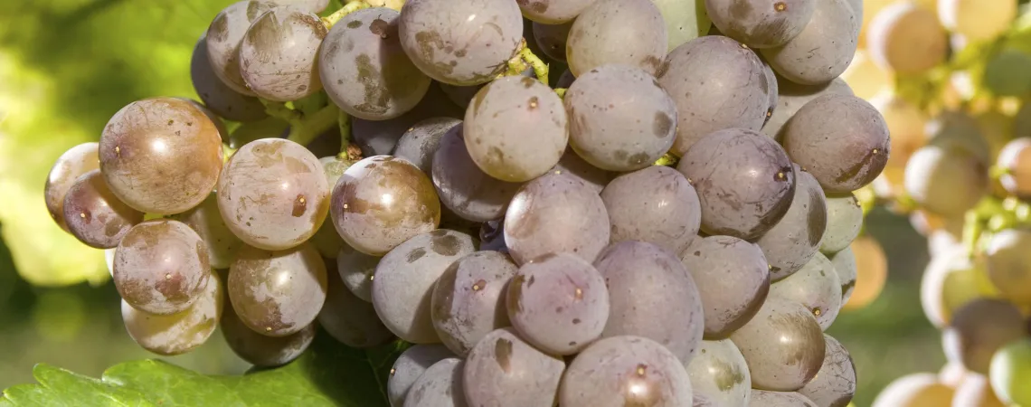 Garnacha