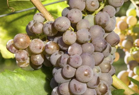 Nahaufnahme einer reifen Traube am Weinstock mit grünen Blättern.