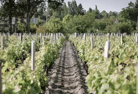 Weinberg mit dichtem Rebenwuchs und Pfostenreihen unter bewölktem Himmel.