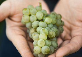 assetsEventanlageHaende & Sauvignon Blanc Traube