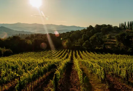 Weinberg bei Sonnenuntergang, mit leuchtendem Himmel und sanften Hügeln im Hintergrund.