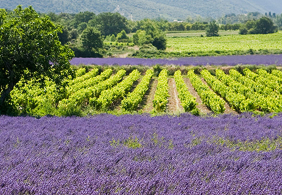 genussreise provence 01 lavande le pegue
