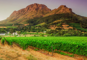 stellenbosch südafrika