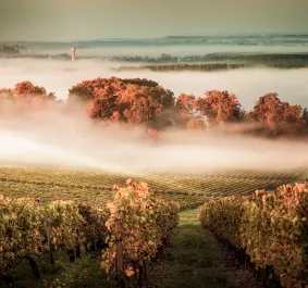 Nebliger Weinberg mit herbstlichen Bäumen und Kirchturm im Hintergrund.