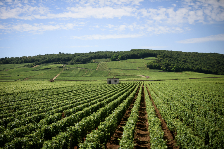 Weinberg mit grünen Rebenreihen und kleinem Gebäude unter blauem Himmel.