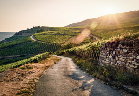 Sonnenuntergang über Weinbergen mit gewundener Straße und altem Steinzaun.