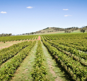 Weitläufige Weinberge unter klarem, blauem Himmel mit sanften Hügeln im Hintergrund.