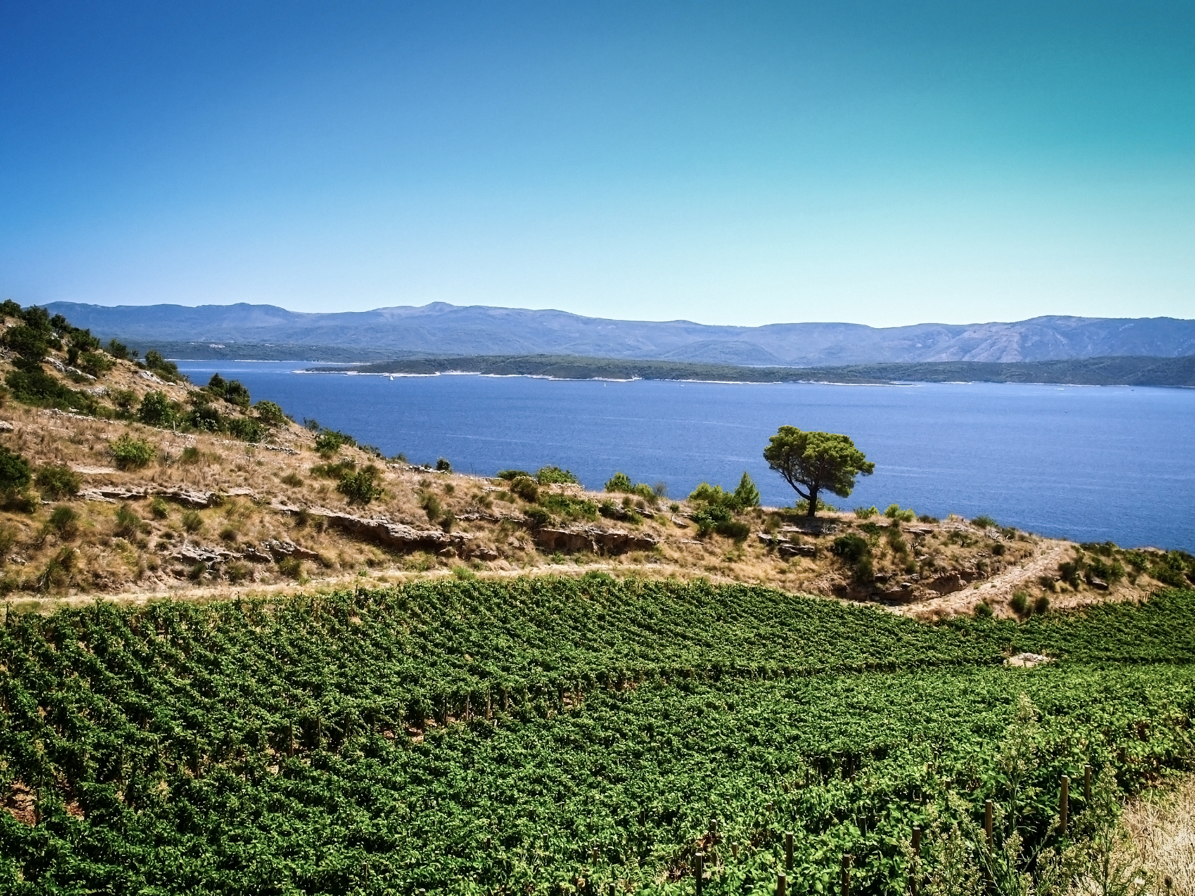 Kroatien - WEIN & CO