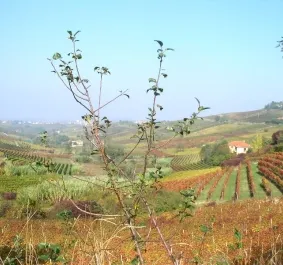 Monferrato.jpg