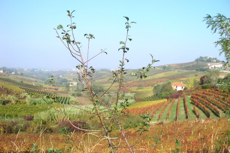 Monferrato.jpg