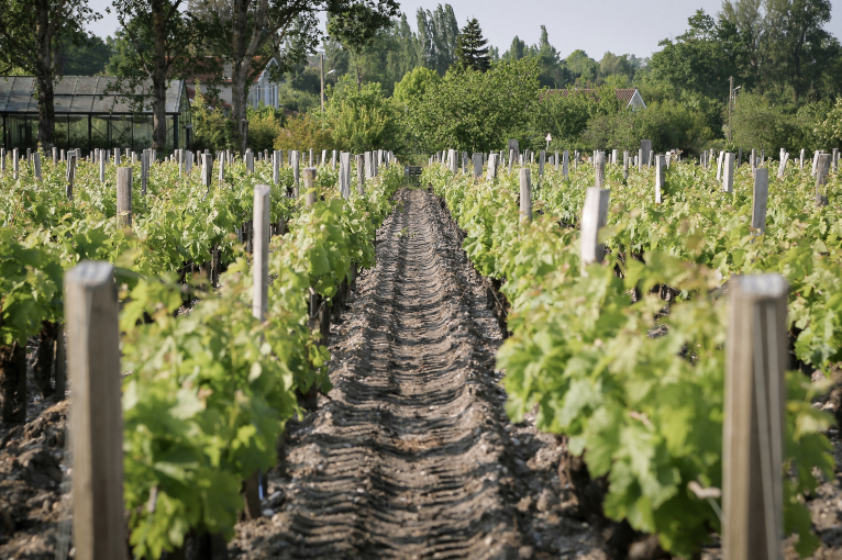 Grüner Weinberg mit Reihen von Weinstöcken und Baumreihe im Hintergrund.