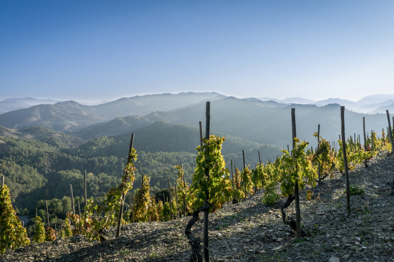 Steiles Weingut mit reifenden Reben, umgeben von grünen Hügeln unter klarem Himmel.