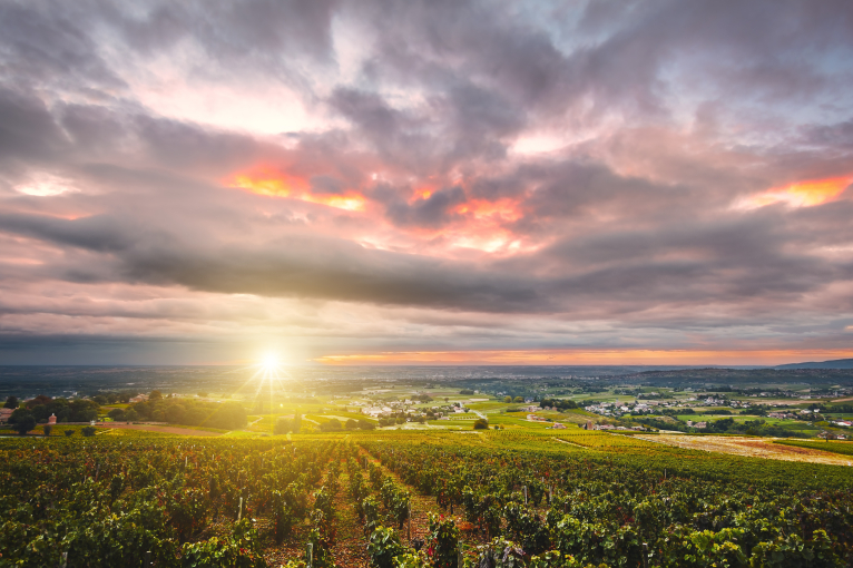 Weinberge im Sonnenuntergang mit dramatischem, wolkenverhangenem Himmel.