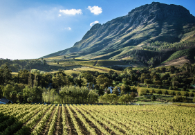 Weinberge vor einer majestätischen, bewaldeten Berglandschaft unter blauem Himmel.