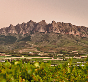 Weinberge im Vordergrund mit beeindruckender Bergkette im Hintergrund bei Sonnenuntergang.