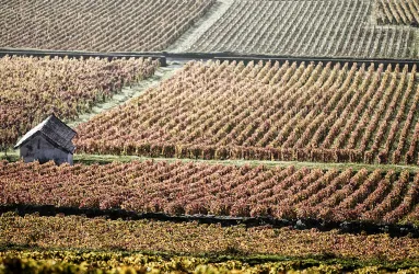 Burgund Corton Charlemagne 2000x850