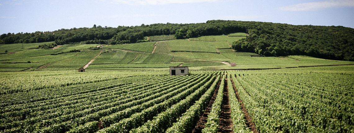 Weitläufige grüne Weinberge mit kleinem Schuppen und bewaldeten Hügeln im Hintergrund.