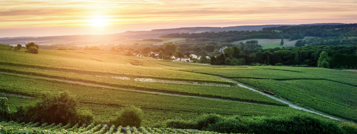 Weinberge bei Sonnenuntergang, sanfte Hügel und leuchtender Himmel im Hintergrund.
