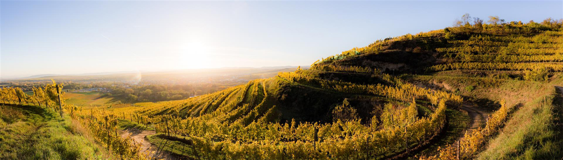 Panorama eines sonnendurchfluteten Weinbergs mit goldenen Reben auf Hügeln.