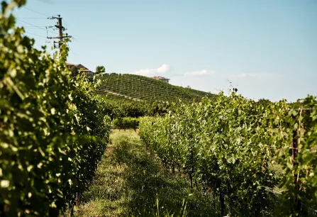 Piemont teaser 2023