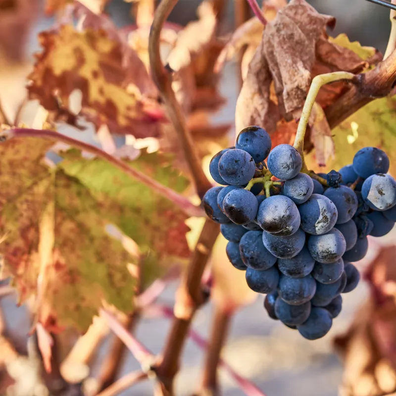 Rioja Tempranillo