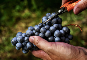Hand schneidet einen dichten, blauen Traubenbund mit orangefarbener Schere.