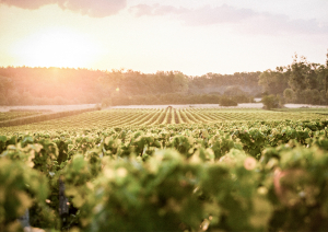 Weinberg bei Sonnenuntergang mit Reihen grüner Reben und bewaldetem Hintergrund.