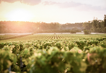 Weinberg bei Sonnenuntergang mit Reihen grüner Reben und bewaldetem Hintergrund.