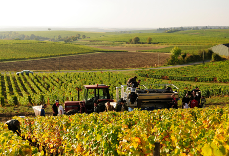 Weinernte in einer malerischen Landschaft mit Traktor und Arbeitern.