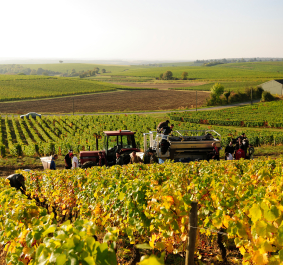 Weinernte in einer malerischen Landschaft mit Traktor und Arbeitern.
