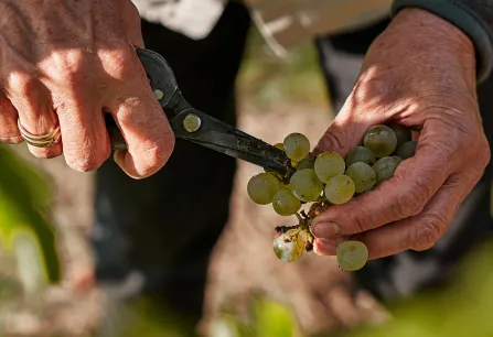 chardonnay header 2024