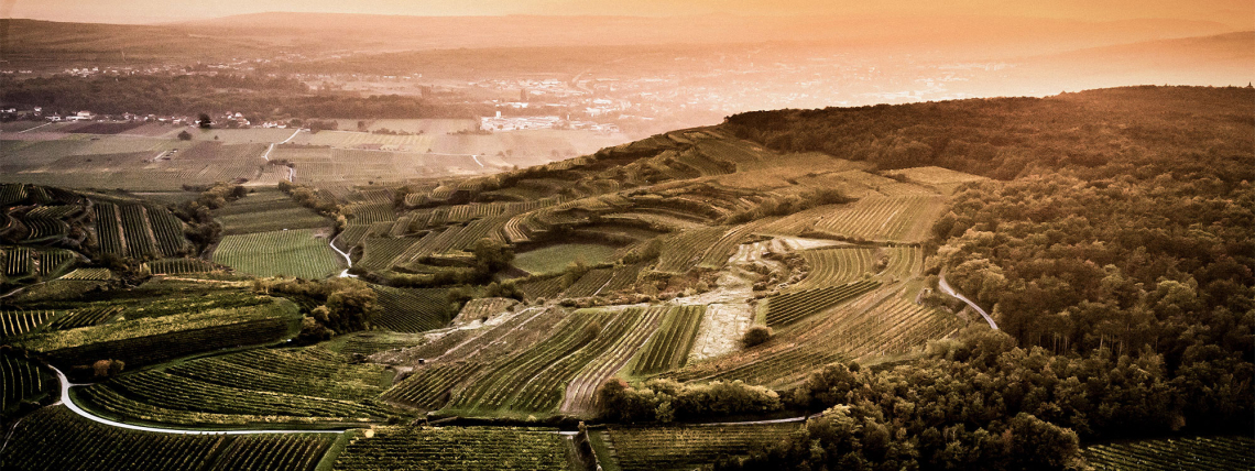 Weinberge in sanften Hügeln bei Sonnenuntergang, mit Wald im Hintergrund.