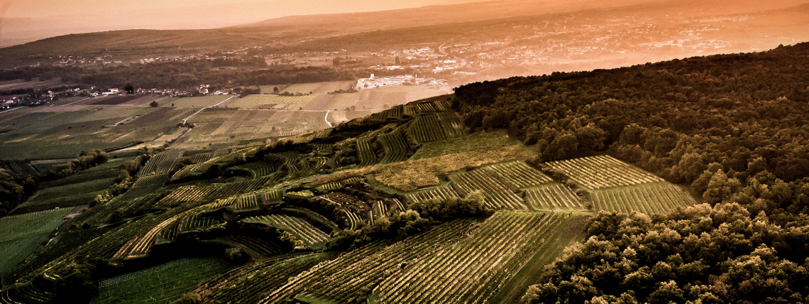Hügelige Weinberge im Sonnenuntergang, umgeben von Wäldern und Ebenen.