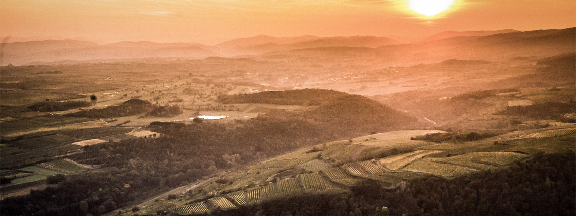 Sonnenuntergang über einer hügeligen, weinreichen Landschaft mit sanften Orangen- und Brauntönen.