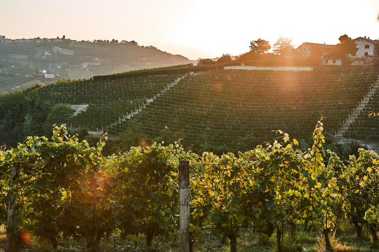 Sonnenuntergang über einem Weinberg mit grünen Reben und hügeliger Landschaft.