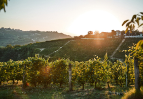 Weinberge im Sonnenuntergang, Hügel im Hintergrund mit vereinzelten Häusern.