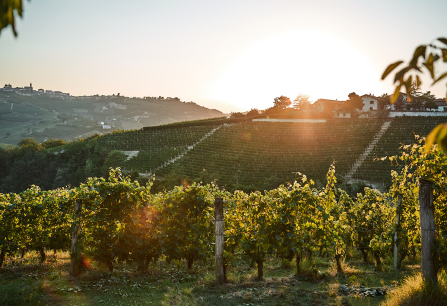 Weinberge im Sonnenuntergang, Hügel im Hintergrund mit vereinzelten Häusern.