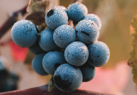 jenseits von eden pinot noir 2000x1000 lp