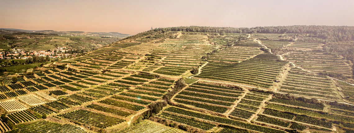 Weitläufige, sonnenbeschienene Weinberge auf einem Hügel mit üppiger Vegetation.