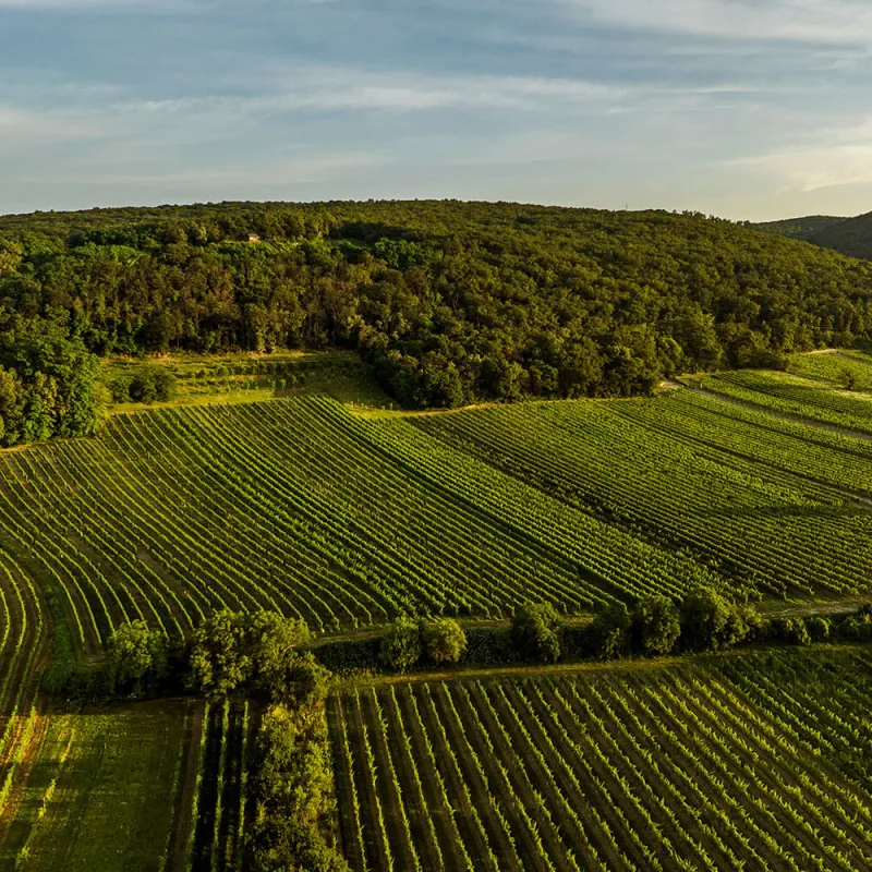 kirchknopf ried tatschler leithaberg burgenland