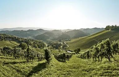 oesterreich weinjahrgang 2023