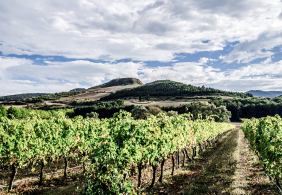 Weinberg in hügeliger Landschaft unter bewölktem Himmel.