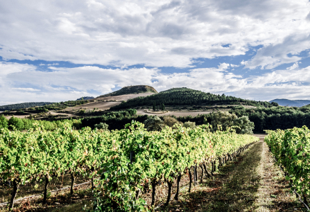 Weinberg in hügeliger Landschaft unter bewölktem Himmel.