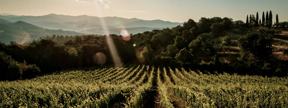 Weinberg im Sonnenuntergang mit sanften Hügeln und Bäumen im Hintergrund.
