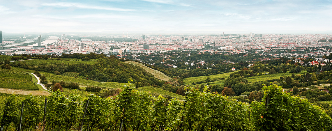 Weinberge im Vordergrund, Stadtansicht im Hintergrund unter bewölktem Himmel.