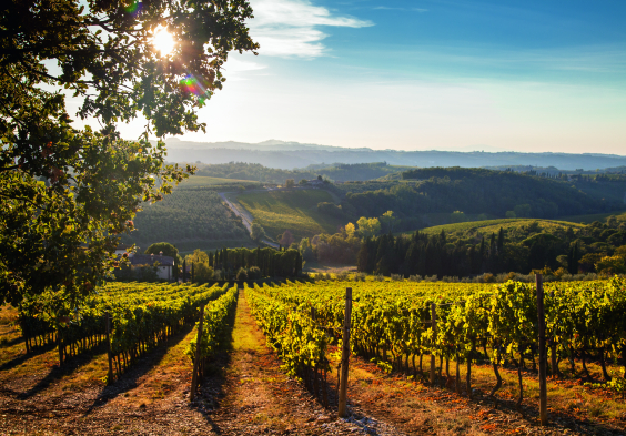 Antinori tenuta tignanello 4
