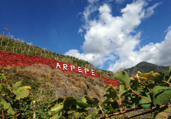 Arpepe 9